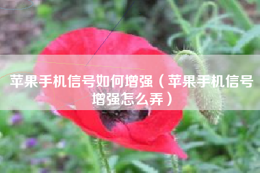 苹果手机信号如何增强（苹果手机信号增强怎么弄）